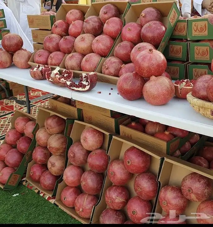 ثمرة مشروع رمان فاخر   ماء حلو وحجم كبير 0