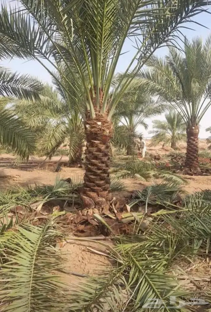 نخيل للبيع خلاص مثمره وسكري وبرحي وواشنطن 2