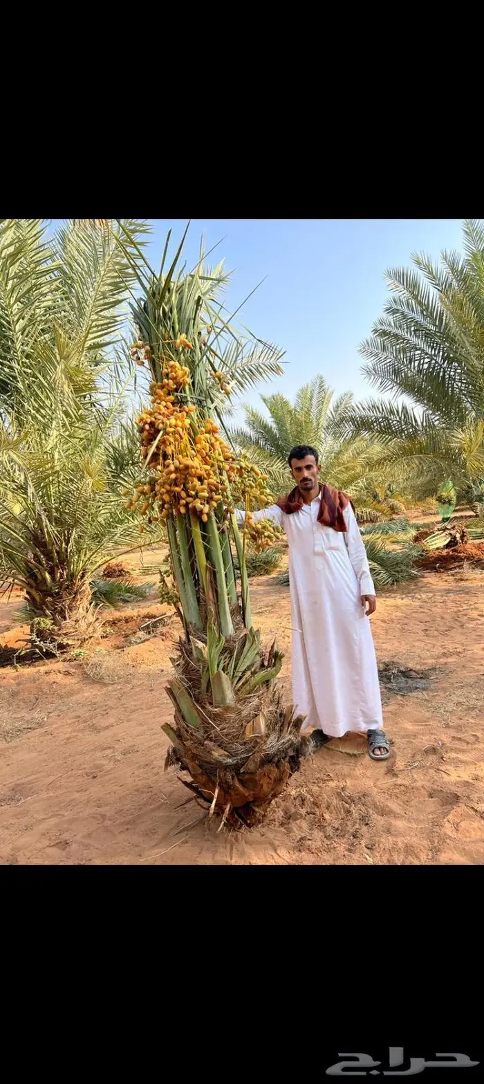 نخيل للبيع خلاص مثمره وسكري وبرحي وواشنطن 8