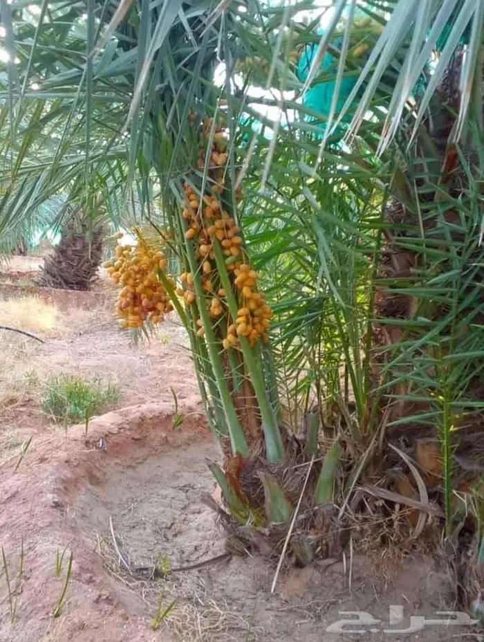 نخيل للبيع خلاص مثمره وسكري وبرحي وواشنطن 1