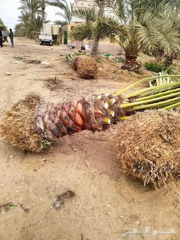 نخيل للبيع خلاص مثمره وسكري وبرحي وواشنطن 4