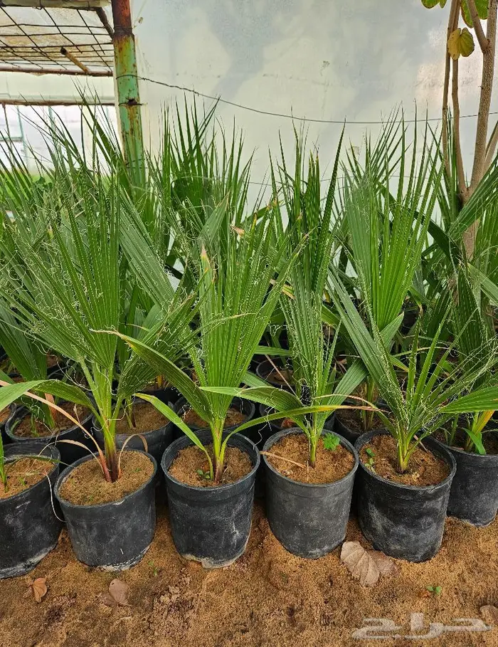 شتلات واشنطن للبيع 0