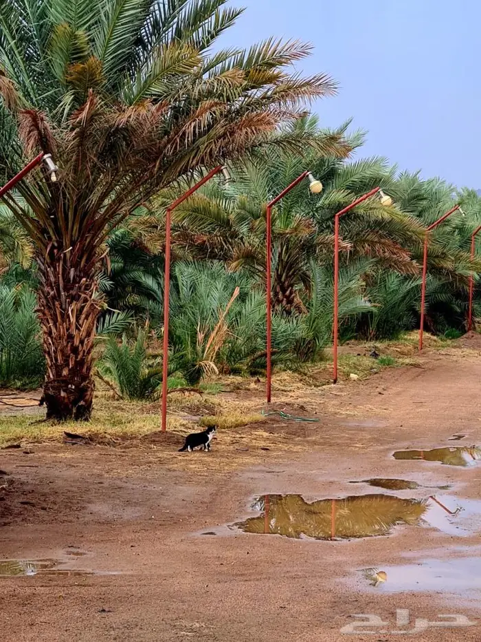 مزرعة_للبيع او الإيجار مدة طويله في المدينة المليليح 0