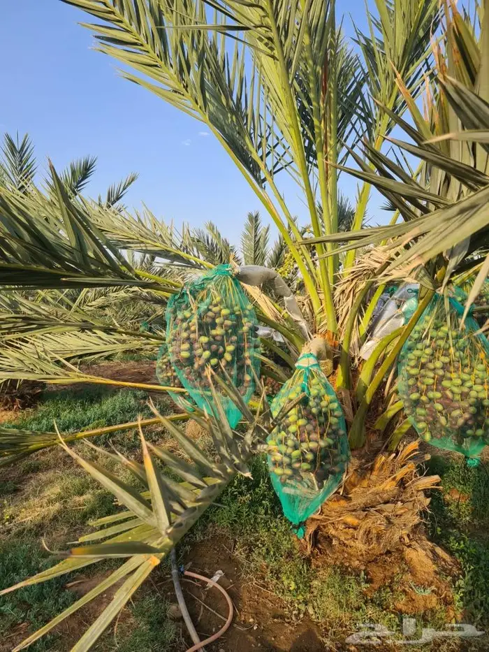 مزرعة_للبيع او الإيجار مدة طويله في المدينة المليليح 4