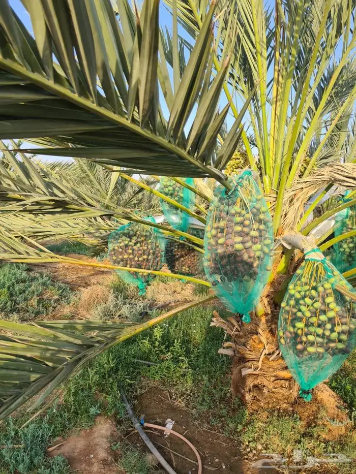 مزرعة_للبيع او الإيجار مدة طويله في المدينة المليليح 15