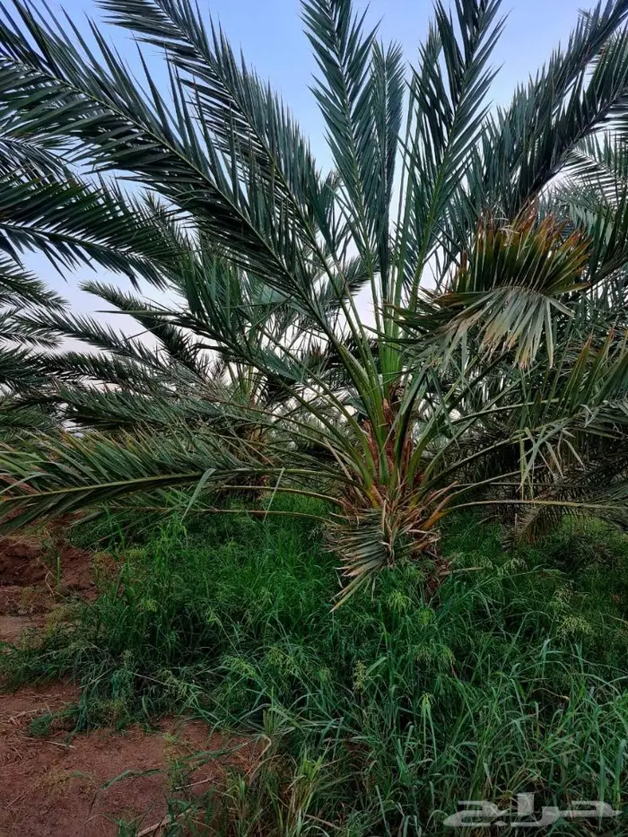 مزرعة_للبيع او الإيجار مدة طويله في المدينة المليليح 18