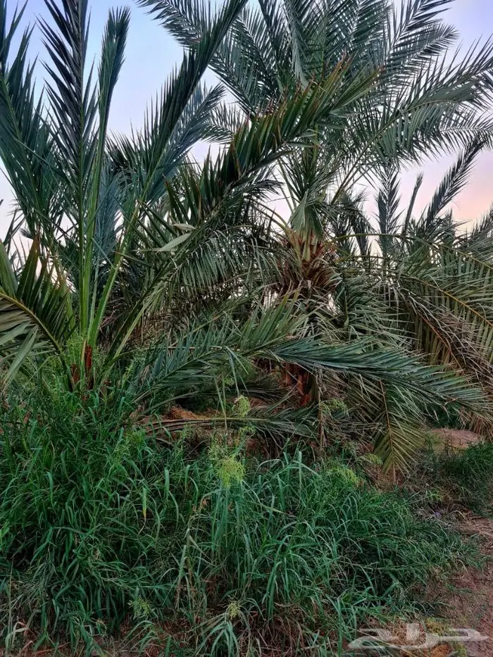 مزرعة_للبيع او الإيجار مدة طويله في المدينة المليليح 19