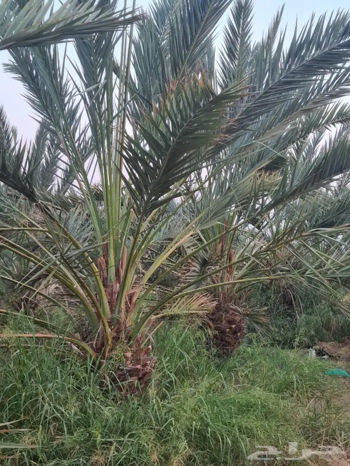 مزرعة_للبيع او الإيجار مدة طويله في المدينة المليليح 20