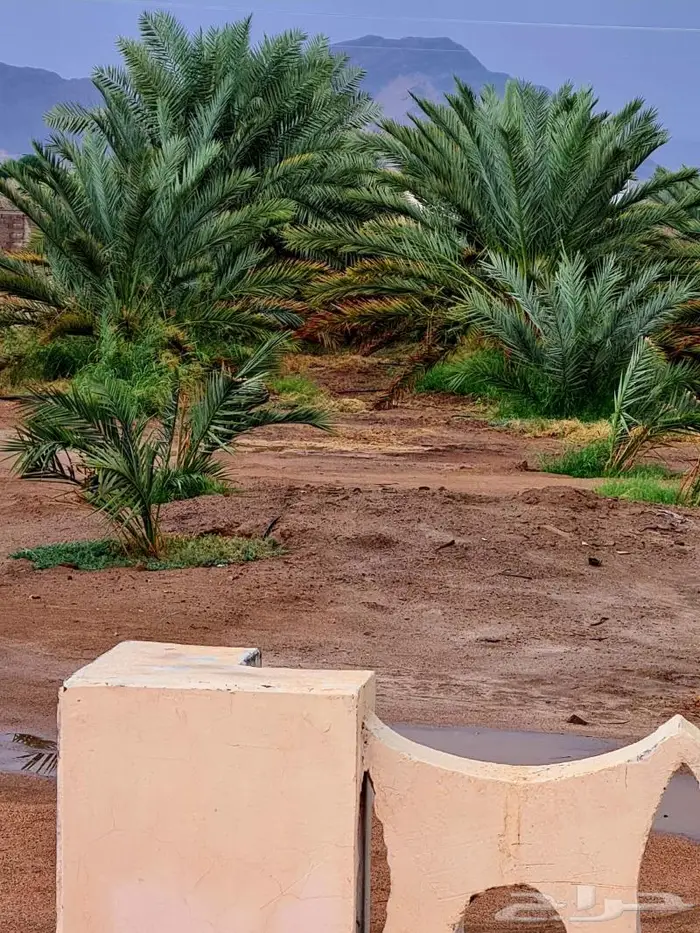 مزرعة_للبيع او الإيجار مدة طويله في المدينة المليليح 22