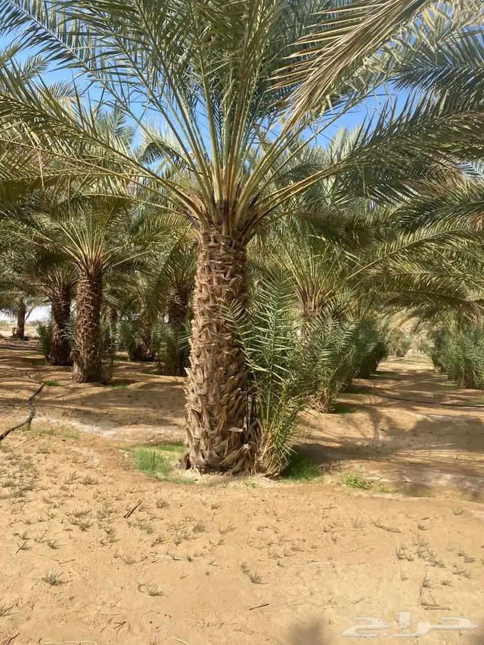 نخيل للبيع خلاص مثمره وسكري وبرحي وواشنطن 9