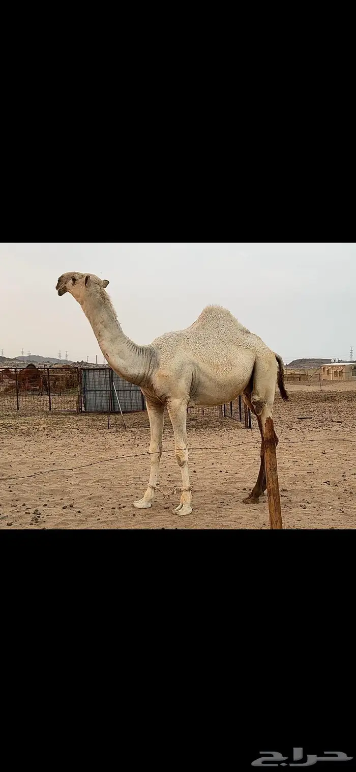 قعود باتلي مشروع فحل ( تم البيع ) 4