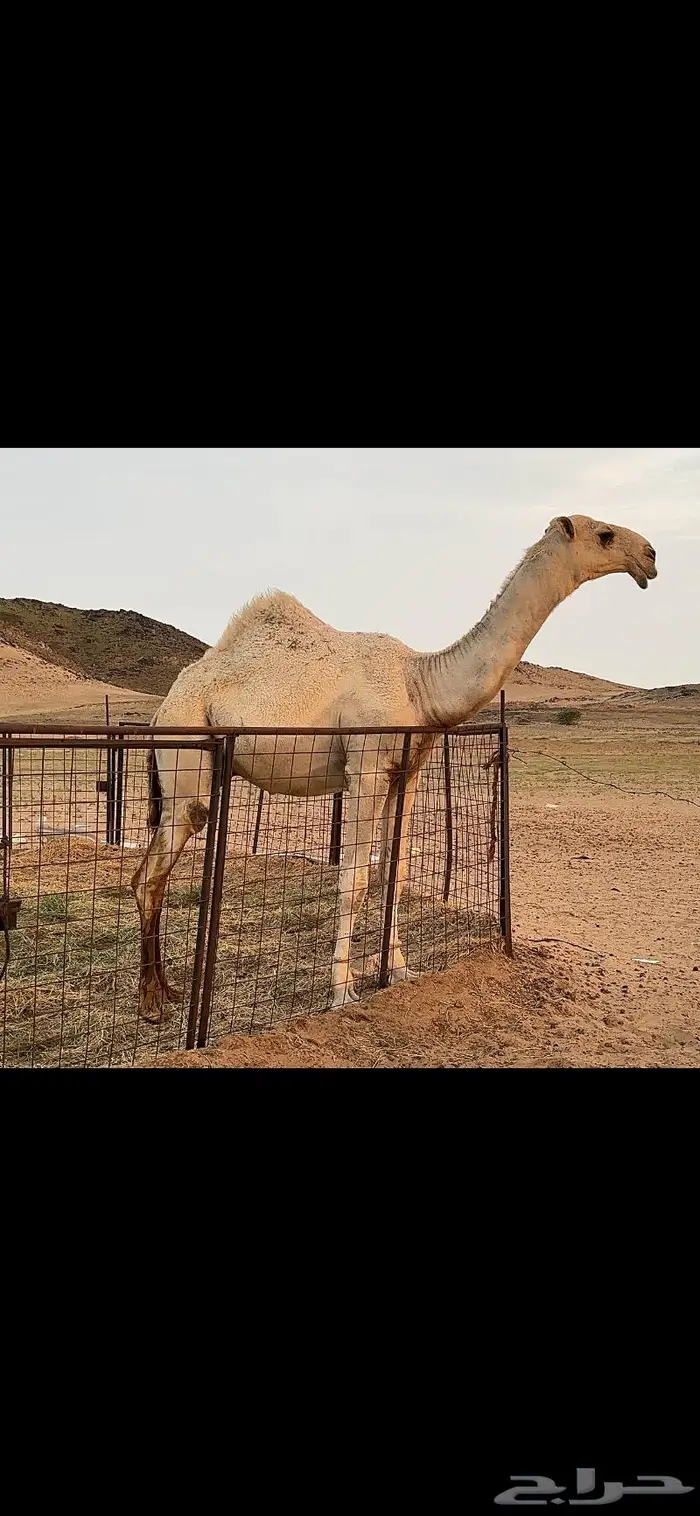 قعود باتلي مشروع فحل ( تم البيع ) 10