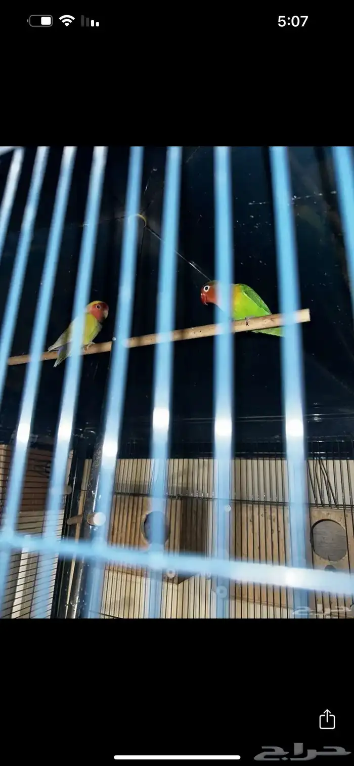 فندقة طيور Happy Bird - رعاية واهتمام كامل لطيرك 4