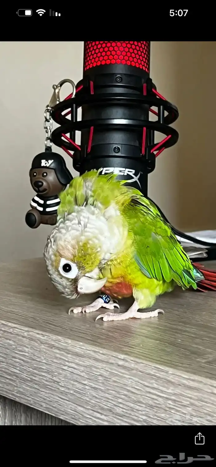 فندقة طيور Happy Bird - رعاية واهتمام كامل لطيرك 1