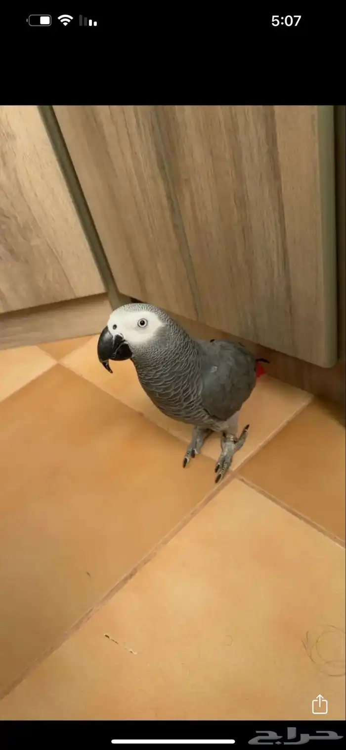 فندقة طيور Happy Bird - رعاية واهتمام كامل لطيرك 2