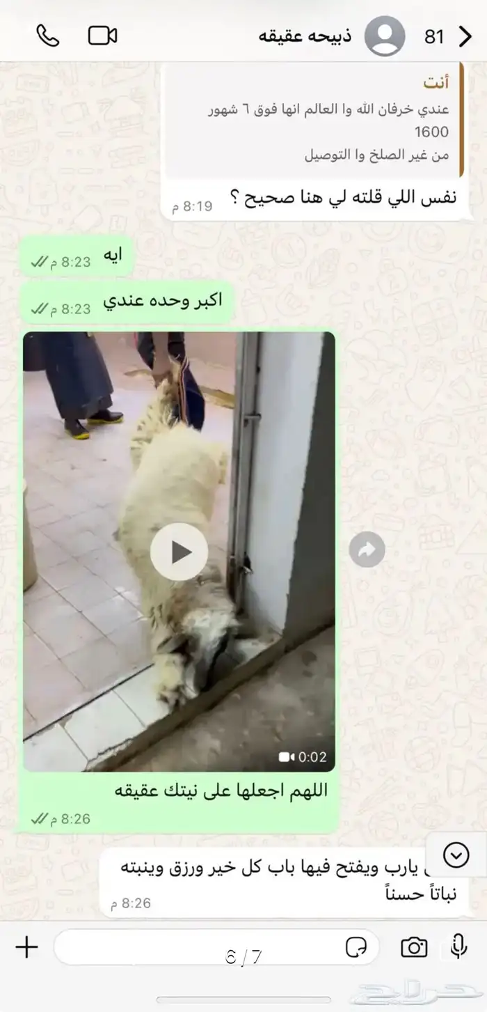 تيوس طليان 4