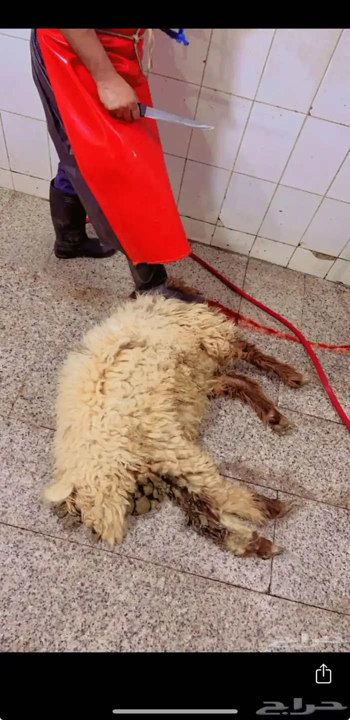 تيوس طليان 3