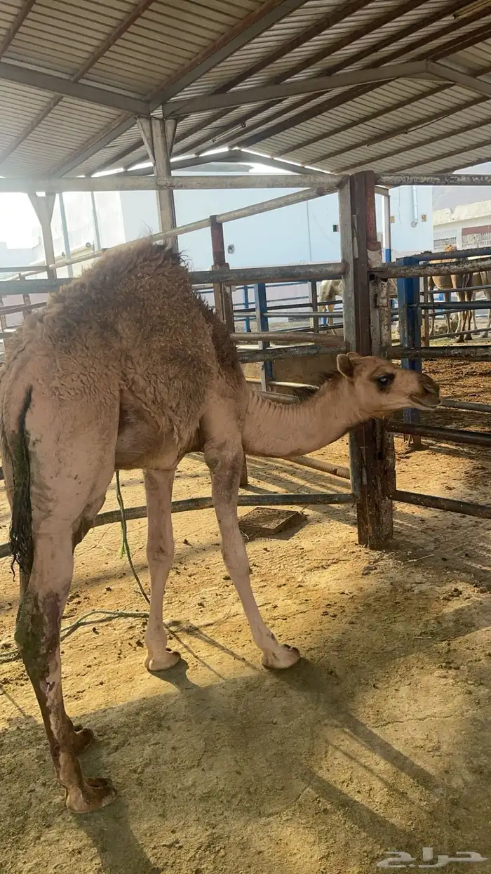 ملحمة ذبائح الحجاز-مخطط البدراني-بجوار صيدلية المجتمع 2