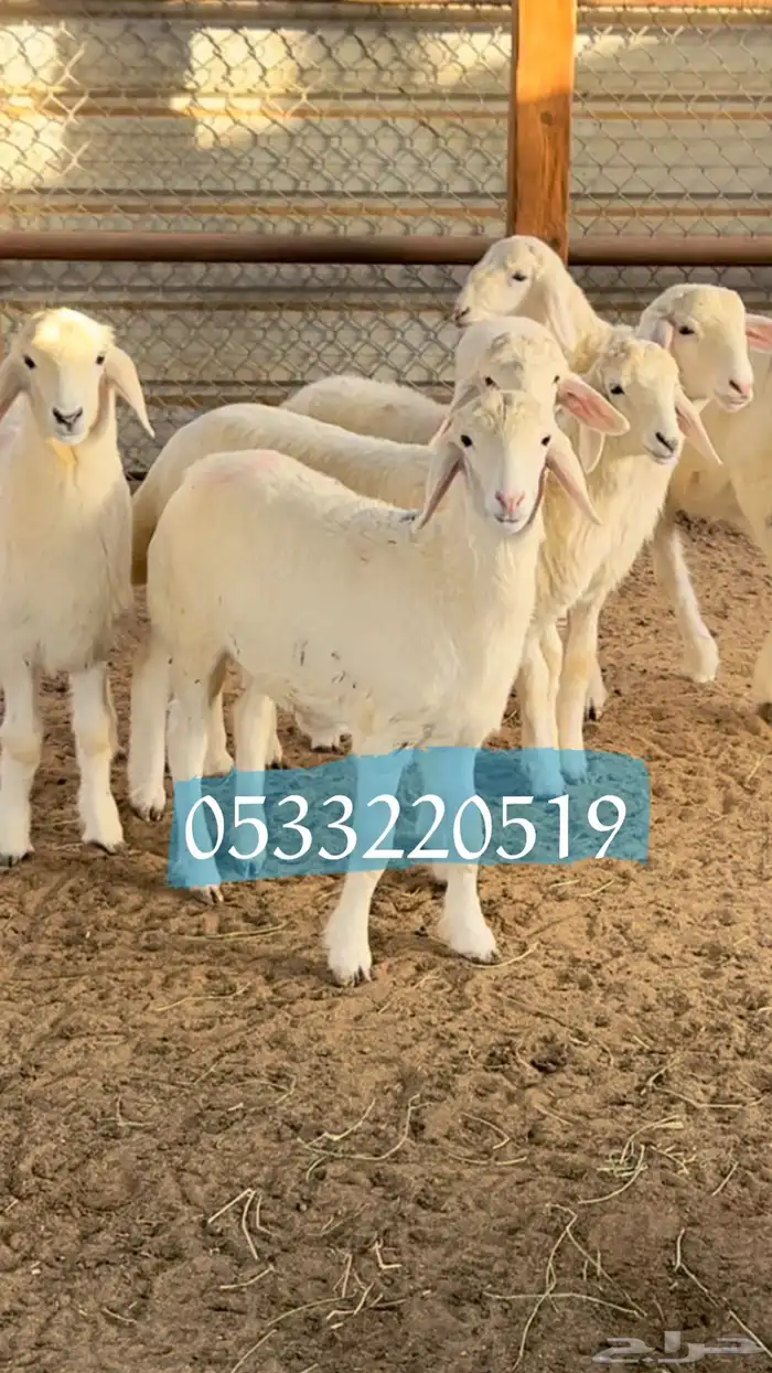 ذبايح نعيمي مفطح ثلاجه شامل ذبح توصيل 5