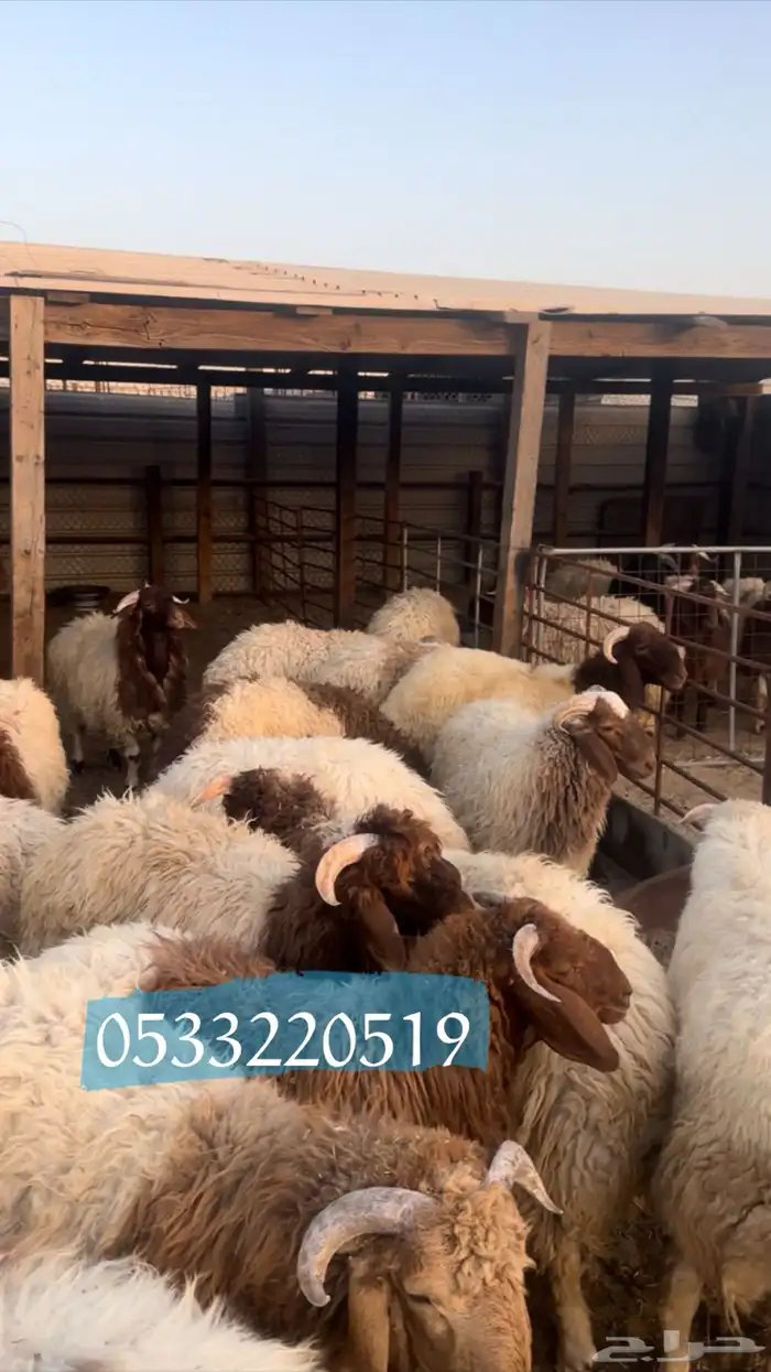 ذبايح نعيمي مفطح ثلاجه شامل ذبح توصيل 0