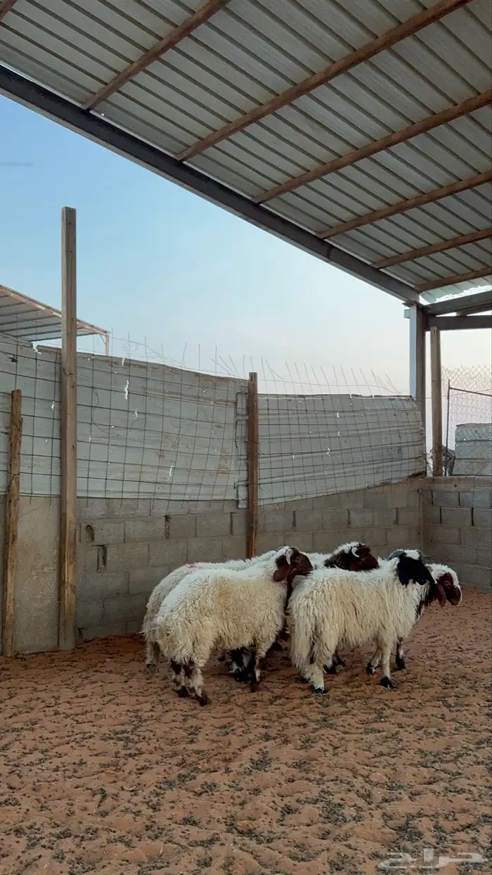 خرفان نعيم 6