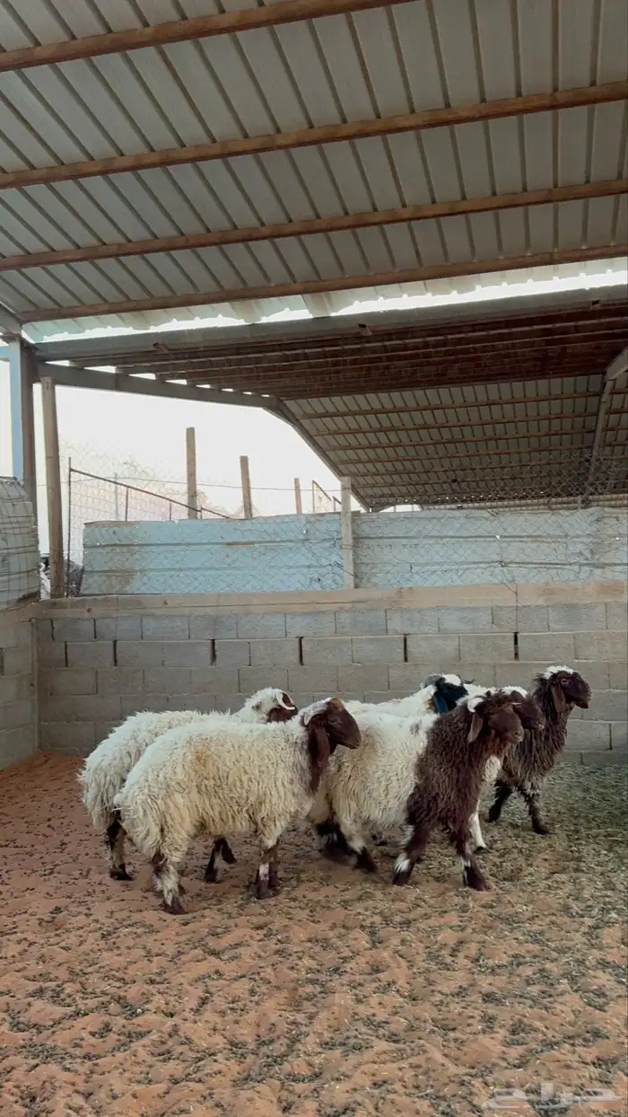 خرفان نعيم 3