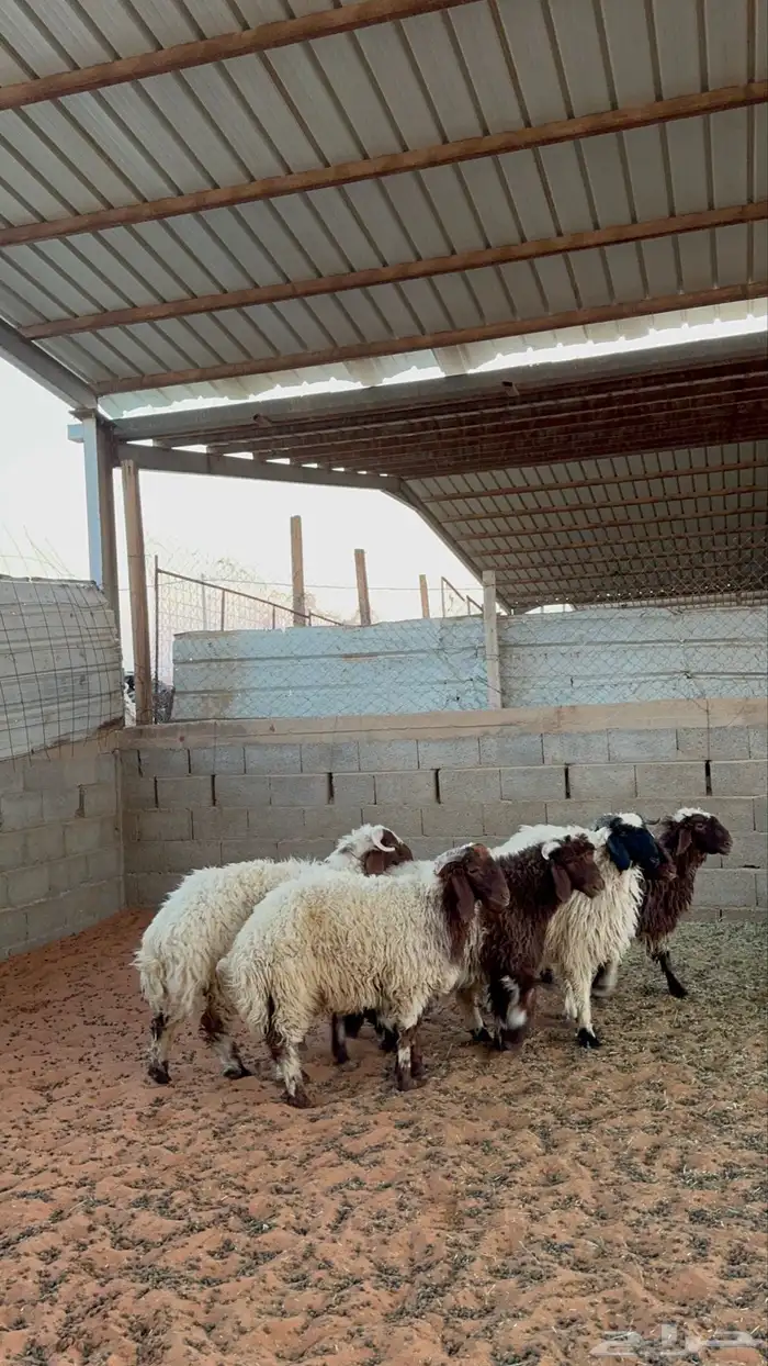 خرفان نعيم 4