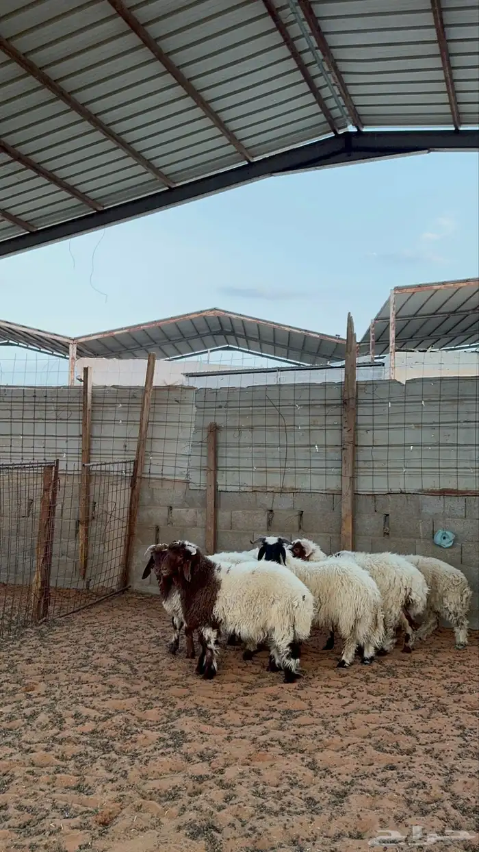 خرفان نعيم 5