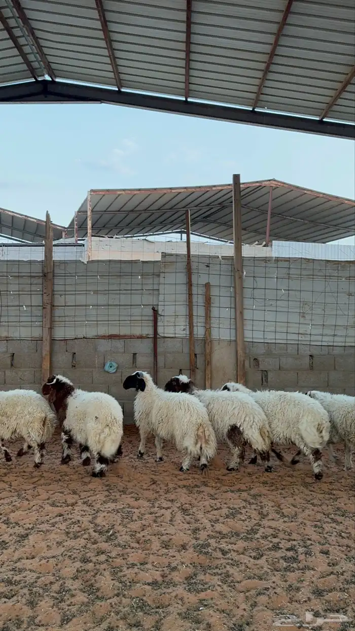 خرفان نعيم 2