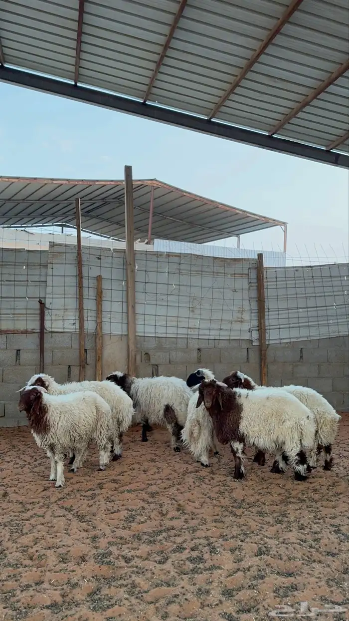 خرفان نعيم 1