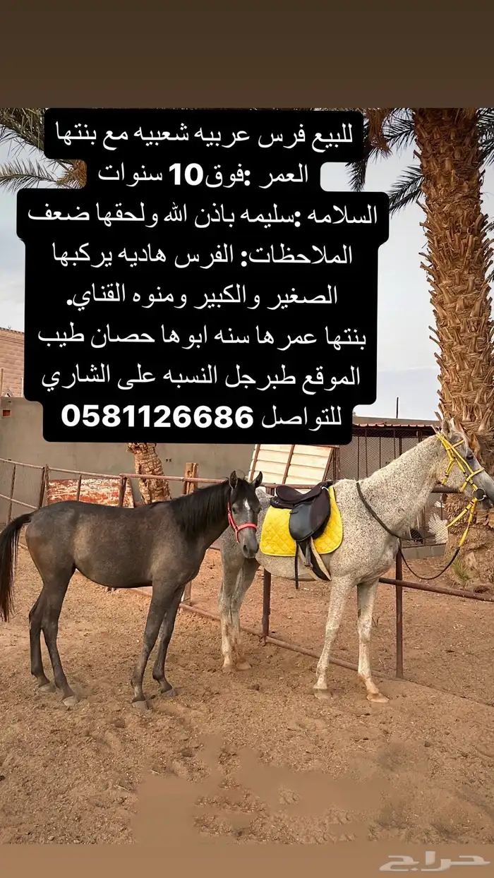 للبيع فرس عربيه شعبيه مع بنتها 0