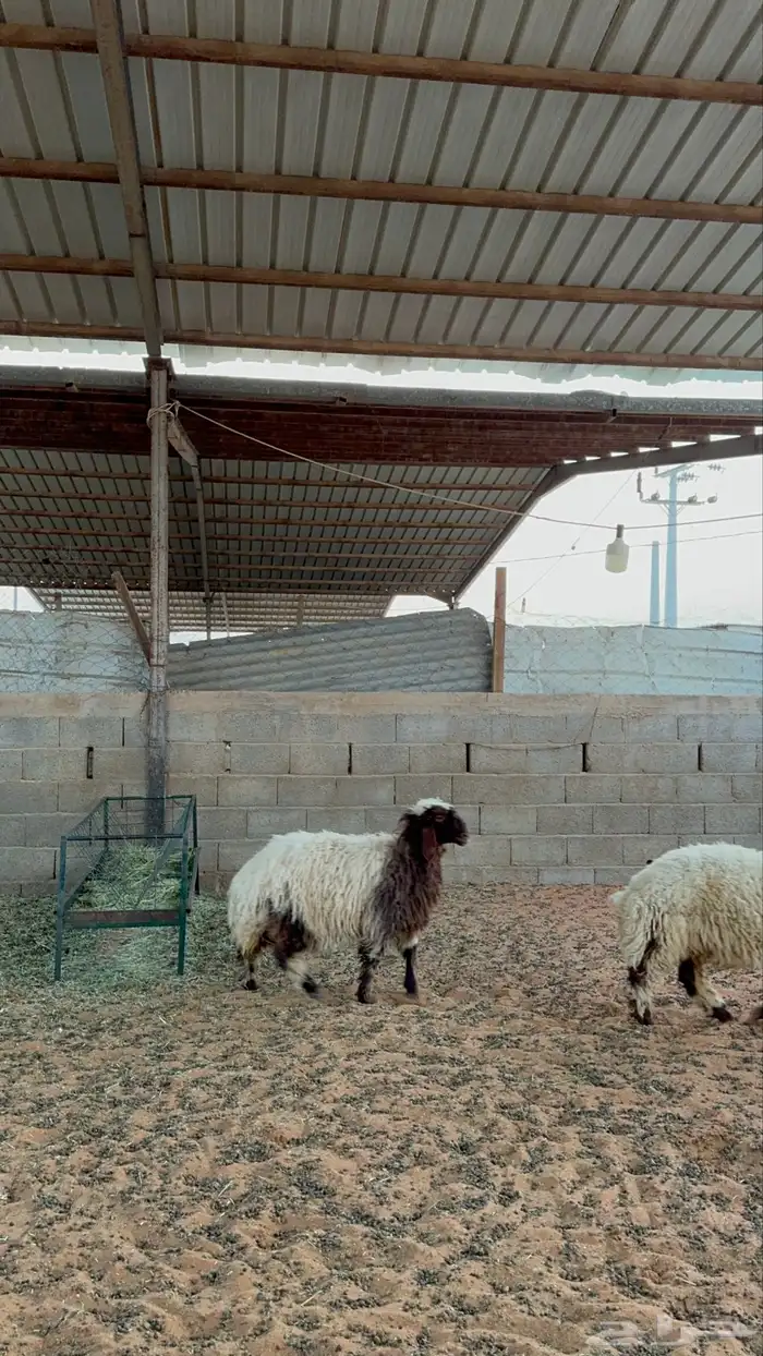 خرفان نعيم 11