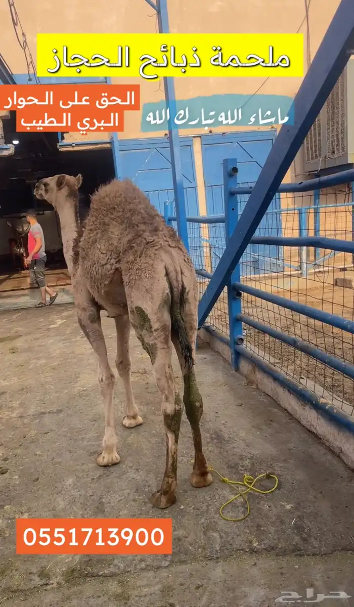 ملحمة ذبائح الحجاز-مخطط البدراني-بجوار صيدلية المجتمع 0