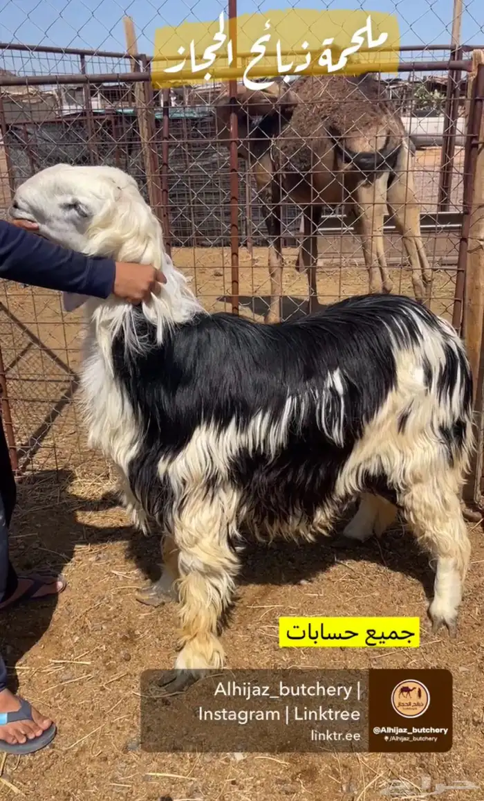 ملحمة ذبائح الحجاز-مخطط البدراني-بجوار صيدلية المجتمع 4