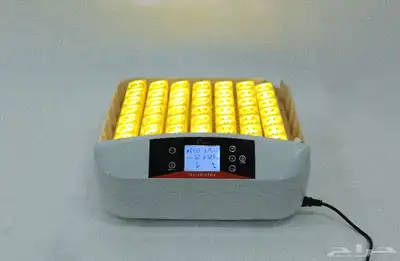 الفقاسات الحمراء الان لدى لمعة البحر 27