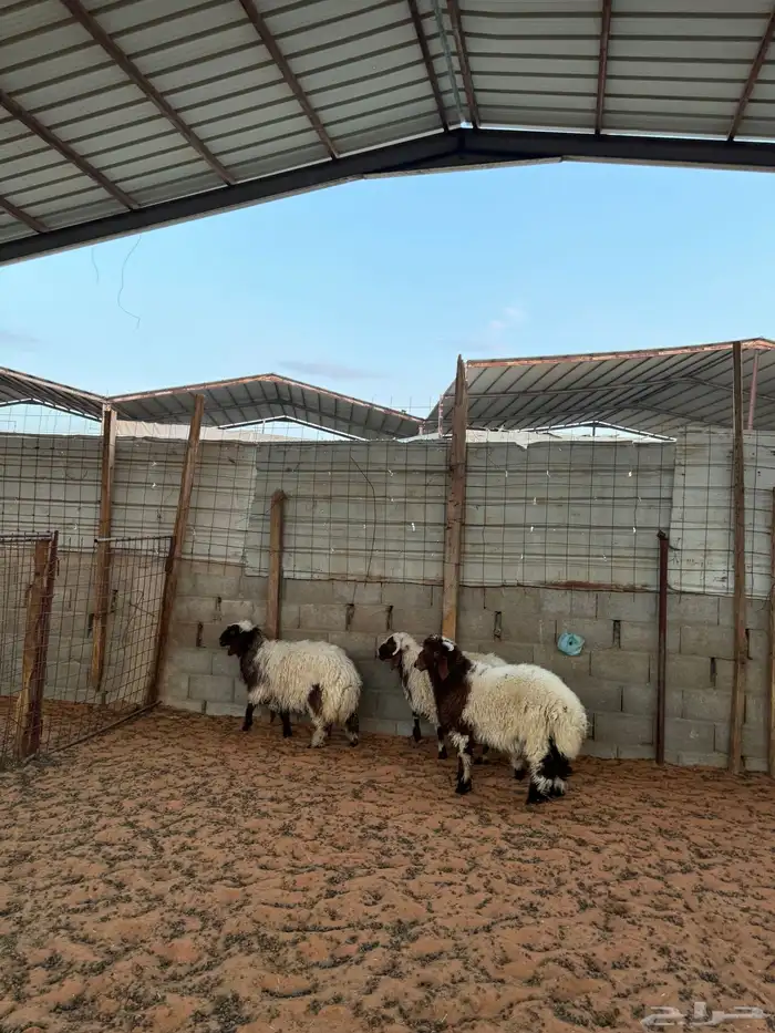 خرفان نعيم 10