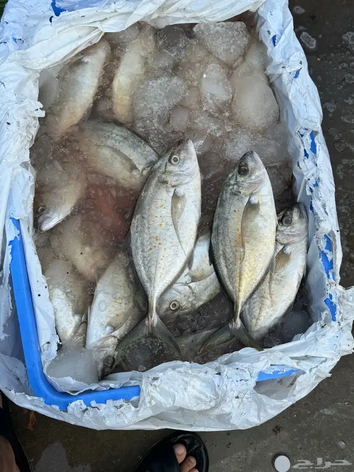 بيع اسماك طازجه ومثلجه جمله بأسعار مناسبه يتوفر لدينا توصيل 4
