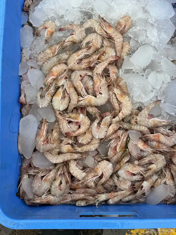 بيع اسماك طازجه ومثلجه جمله بأسعار مناسبه يتوفر لدينا توصيل 10