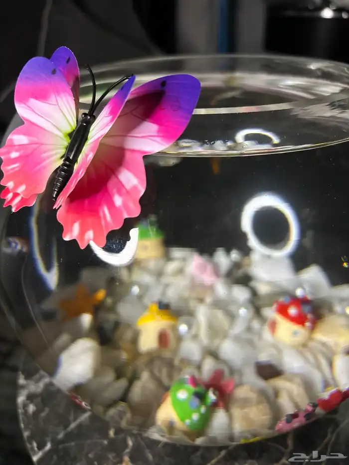 سمك - اجعل هديتك مميزه ( إذا كانت الهديه روح ) 9