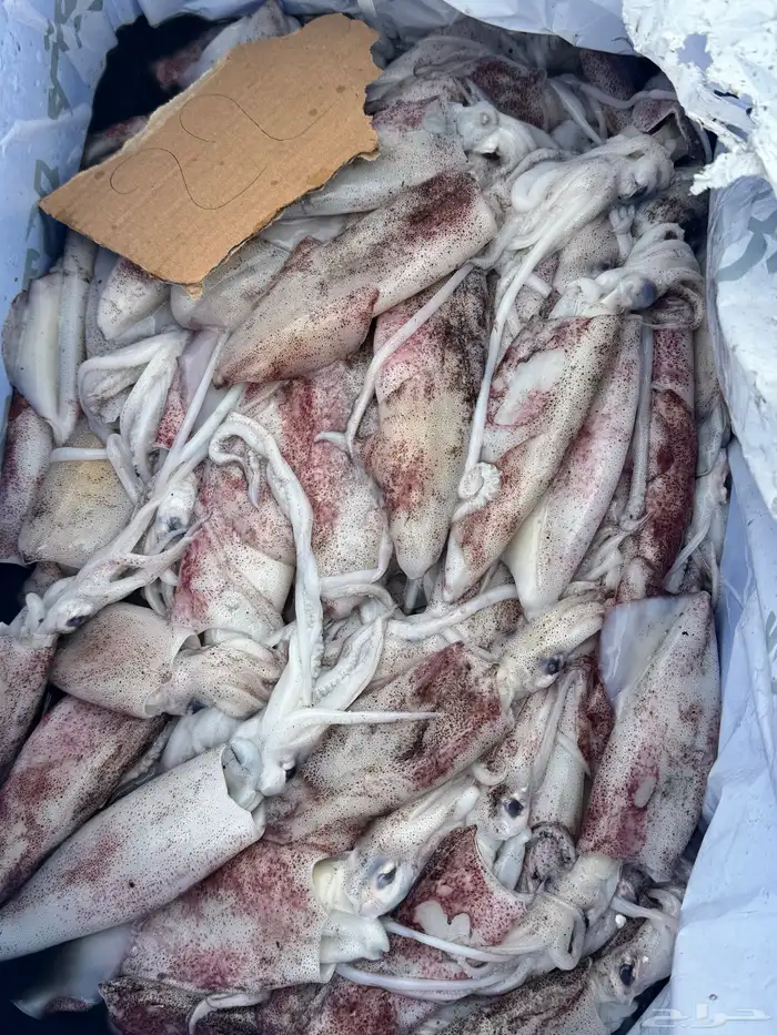 بيع اسماك طازجه ومثلجه جمله بأسعار مناسبه يتوفر لدينا توصيل 8