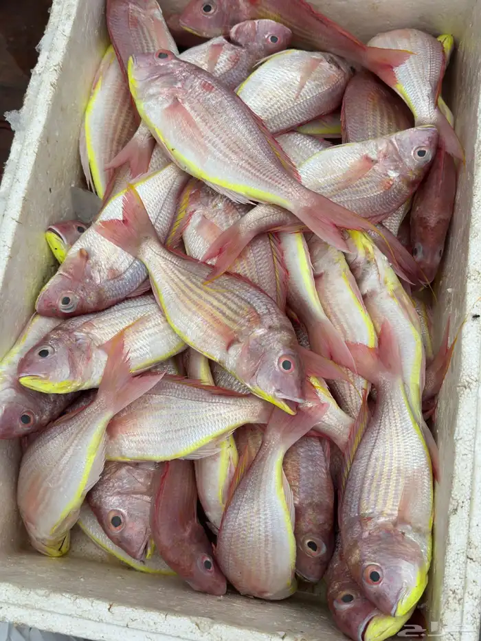 بيع اسماك طازجه ومثلجه جمله بأسعار مناسبه يتوفر لدينا توصيل 9