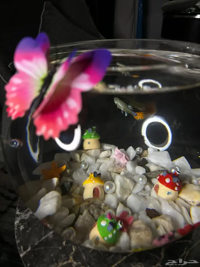 سمك - اجعل هديتك مميزه ( إذا كانت الهديه روح ) 0