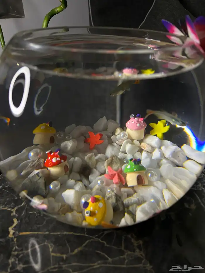 سمك - اجعل هديتك مميزه ( إذا كانت الهديه روح ) 4