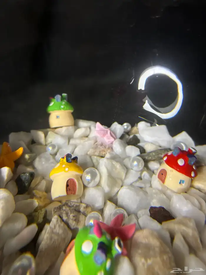 سمك - اجعل هديتك مميزه ( إذا كانت الهديه روح ) 10