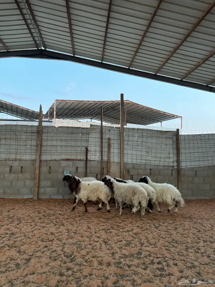 خرفان نعيم 7