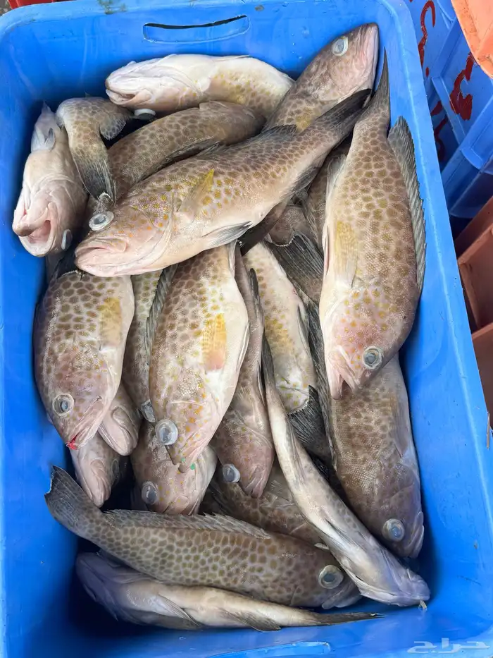 بيع اسماك طازجه ومثلجه جمله بأسعار مناسبه يتوفر لدينا توصيل 7