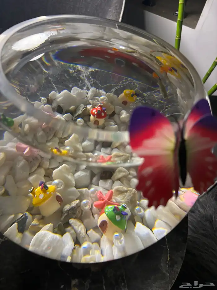 سمك - اجعل هديتك مميزه ( إذا كانت الهديه روح ) 2