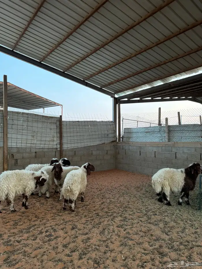 خرفان نعيم 0