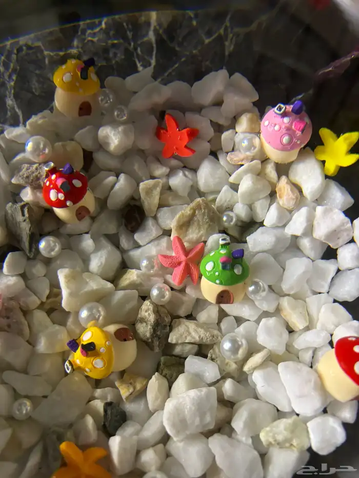 سمك - اجعل هديتك مميزه ( إذا كانت الهديه روح ) 6