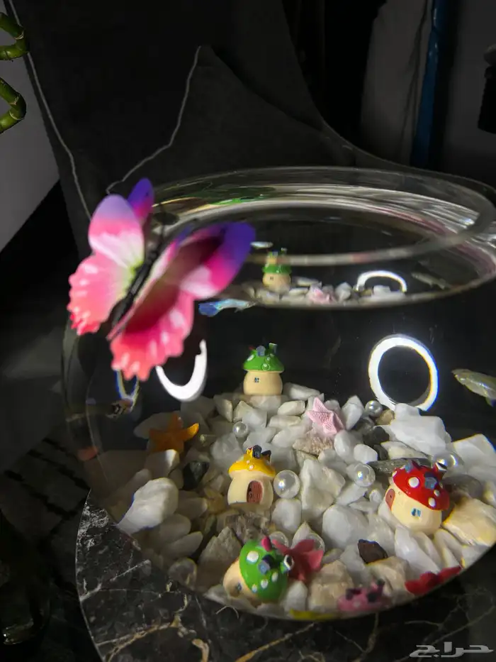 سمك - اجعل هديتك مميزه ( إذا كانت الهديه روح ) 1